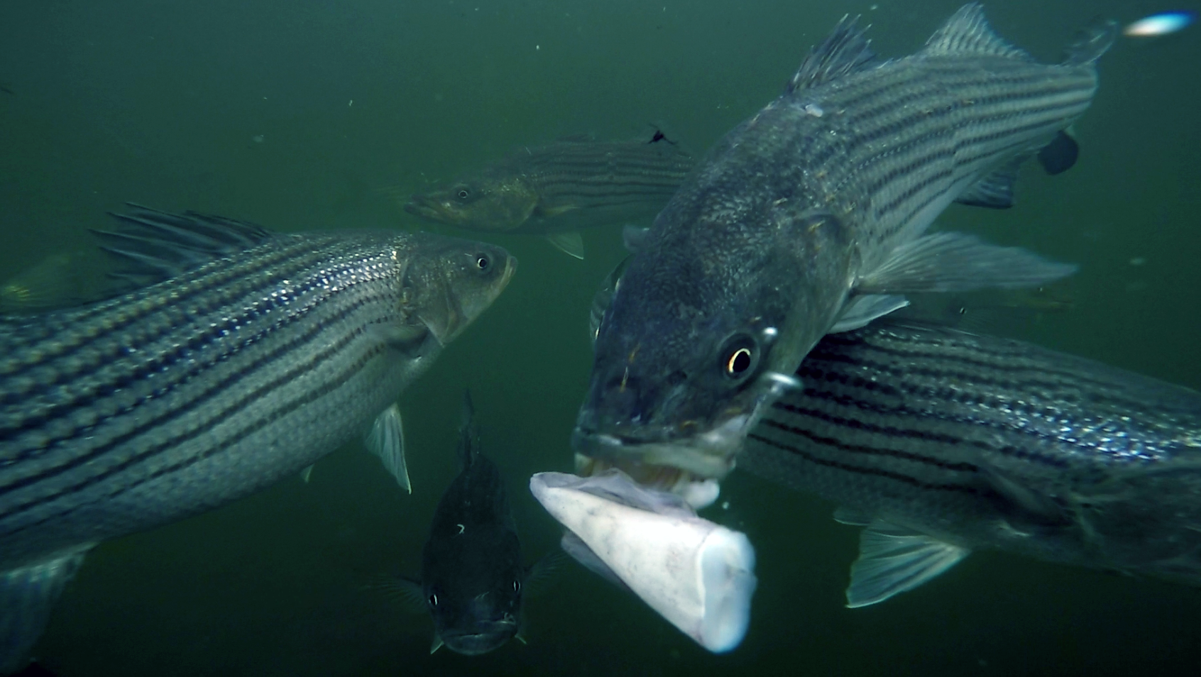 Striped Bass | Marine Biological Laboratory